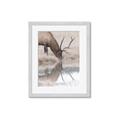 Picture of Elk in the Wild _GroupedProduct_Rectangle_Portrait_Photography _GroupedProduct_Rectangle_Portrait_Framed_Matted_