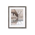Picture of Elk in the Wild _GroupedProduct_Rectangle_Portrait_Photography _GroupedProduct_Rectangle_Portrait_Framed_Matted_