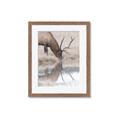 Picture of Elk in the Wild _GroupedProduct_Rectangle_Portrait_Photography _GroupedProduct_Rectangle_Portrait_Framed_Matted_