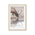 Picture of Elk in the Wild _GroupedProduct_Rectangle_Portrait_Photography _GroupedProduct_Rectangle_Portrait_Framed_Matted_