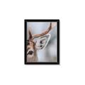 Picture of Eye of the Deer _GroupedProduct_Rectangle_Portrait_Photography _GroupedProduct_Rectangle_Portrait_Framed_Matted_