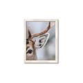 Picture of Eye of the Deer _GroupedProduct_Rectangle_Portrait_Photography _GroupedProduct_Rectangle_Portrait_Framed_Matted_