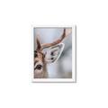 Picture of Eye of the Deer _GroupedProduct_Rectangle_Portrait_Photography _GroupedProduct_Rectangle_Portrait_Framed_Matted_