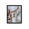 Picture of Eye of the Deer _GroupedProduct_Rectangle_Portrait_Photography _GroupedProduct_Rectangle_Portrait_Framed_Matted_
