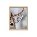 Picture of Eye of the Deer _GroupedProduct_Rectangle_Portrait_Photography _GroupedProduct_Rectangle_Portrait_Framed_Matted_