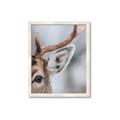 Picture of Eye of the Deer _GroupedProduct_Rectangle_Portrait_Photography _GroupedProduct_Rectangle_Portrait_Framed_Matted_