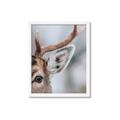 Picture of Eye of the Deer _GroupedProduct_Rectangle_Portrait_Photography _GroupedProduct_Rectangle_Portrait_Framed_Matted_