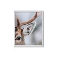 Picture of Eye of the Deer _GroupedProduct_Rectangle_Portrait_Photography _GroupedProduct_Rectangle_Portrait_Framed_Matted_