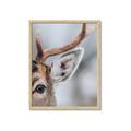 Picture of Eye of the Deer _GroupedProduct_Rectangle_Portrait_Photography _GroupedProduct_Rectangle_Portrait_Framed_Matted_