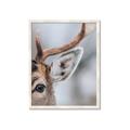 Picture of Eye of the Deer _GroupedProduct_Rectangle_Portrait_Photography _GroupedProduct_Rectangle_Portrait_Framed_Matted_
