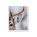 Picture of Eye of the Deer _GroupedProduct_Rectangle_Portrait_Photography _GroupedProduct_Rectangle_Portrait_Framed_Matted_