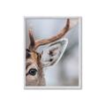 Picture of Eye of the Deer _GroupedProduct_Rectangle_Portrait_Photography _GroupedProduct_Rectangle_Portrait_Framed_Matted_