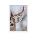 Picture of Eye of the Deer _GroupedProduct_Rectangle_Portrait_Photography _GroupedProduct_Rectangle_Portrait_Framed_Matted_