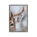 Picture of Eye of the Deer _GroupedProduct_Rectangle_Portrait_Photography _GroupedProduct_Rectangle_Portrait_Framed_Matted_