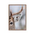 Picture of Eye of the Deer _GroupedProduct_Rectangle_Portrait_Photography _GroupedProduct_Rectangle_Portrait_Framed_Matted_