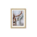 Picture of Eye of the Deer _GroupedProduct_Rectangle_Portrait_Photography _GroupedProduct_Rectangle_Portrait_Framed_Matted_