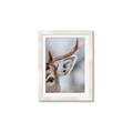 Picture of Eye of the Deer _GroupedProduct_Rectangle_Portrait_Photography _GroupedProduct_Rectangle_Portrait_Framed_Matted_
