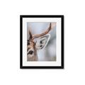 Picture of Eye of the Deer _GroupedProduct_Rectangle_Portrait_Photography _GroupedProduct_Rectangle_Portrait_Framed_Matted_