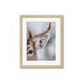 Picture of Eye of the Deer _GroupedProduct_Rectangle_Portrait_Photography _GroupedProduct_Rectangle_Portrait_Framed_Matted_