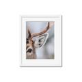 Picture of Eye of the Deer _GroupedProduct_Rectangle_Portrait_Photography _GroupedProduct_Rectangle_Portrait_Framed_Matted_