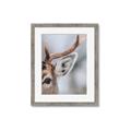 Picture of Eye of the Deer _GroupedProduct_Rectangle_Portrait_Photography _GroupedProduct_Rectangle_Portrait_Framed_Matted_