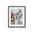 Picture of Eye of the Deer _GroupedProduct_Rectangle_Portrait_Photography _GroupedProduct_Rectangle_Portrait_Framed_Matted_