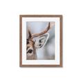 Picture of Eye of the Deer _GroupedProduct_Rectangle_Portrait_Photography _GroupedProduct_Rectangle_Portrait_Framed_Matted_
