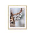 Picture of Eye of the Deer _GroupedProduct_Rectangle_Portrait_Photography _GroupedProduct_Rectangle_Portrait_Framed_Matted_
