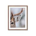 Picture of Eye of the Deer _GroupedProduct_Rectangle_Portrait_Photography _GroupedProduct_Rectangle_Portrait_Framed_Matted_