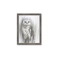Picture of Living Owl _GroupedProduct_Rectangle_Portrait_Framed_Matted_