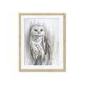Picture of Living Owl _GroupedProduct_Rectangle_Portrait_Framed_Matted_