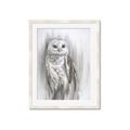 Picture of Living Owl _GroupedProduct_Rectangle_Portrait_Framed_Matted_