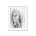 Picture of Living Owl _GroupedProduct_Rectangle_Portrait_Framed_Matted_