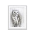 Picture of Living Owl _GroupedProduct_Rectangle_Portrait_Framed_Matted_