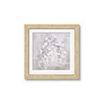 Picture of White Flower Buds _GroupedProduct_Square_Framed_Matted_