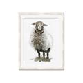 Picture of Watercolour Sheep  _GroupedProduct_Rectangle_Portrait_Framed_Matted_