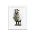 Picture of Watercolour Sheep  _GroupedProduct_Rectangle_Portrait_Framed_Matted_