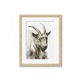 Picture of Watercolour Ram  _GroupedProduct_Rectangle_Portrait_Framed_Matted_