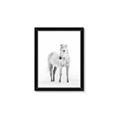 Picture of Solo White Horse _GroupedProduct_Rectangle_Portrait_Photography _GroupedProduct_Rectangle_Portrait_Framed_Matted_