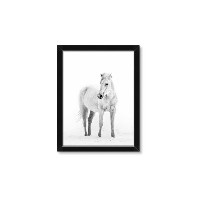 Picture of Solo White Horse _GroupedProduct_Rectangle_Portrait_Photography _GroupedProduct_Rectangle_Portrait_Framed_Matted_