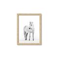 Picture of Solo White Horse _GroupedProduct_Rectangle_Portrait_Photography _GroupedProduct_Rectangle_Portrait_Framed_Matted_