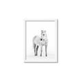 Picture of Solo White Horse _GroupedProduct_Rectangle_Portrait_Photography _GroupedProduct_Rectangle_Portrait_Framed_Matted_