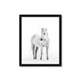 Picture of Solo White Horse _GroupedProduct_Rectangle_Portrait_Photography _GroupedProduct_Rectangle_Portrait_Framed_Matted_