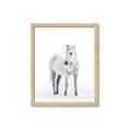 Picture of Solo White Horse _GroupedProduct_Rectangle_Portrait_Photography _GroupedProduct_Rectangle_Portrait_Framed_Matted_