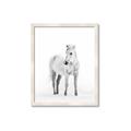 Picture of Solo White Horse _GroupedProduct_Rectangle_Portrait_Photography _GroupedProduct_Rectangle_Portrait_Framed_Matted_