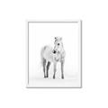 Picture of Solo White Horse _GroupedProduct_Rectangle_Portrait_Photography _GroupedProduct_Rectangle_Portrait_Framed_Matted_