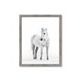 Picture of Solo White Horse _GroupedProduct_Rectangle_Portrait_Photography _GroupedProduct_Rectangle_Portrait_Framed_Matted_