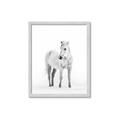 Picture of Solo White Horse _GroupedProduct_Rectangle_Portrait_Photography _GroupedProduct_Rectangle_Portrait_Framed_Matted_