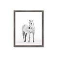 Picture of Solo White Horse _GroupedProduct_Rectangle_Portrait_Photography _GroupedProduct_Rectangle_Portrait_Framed_Matted_