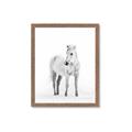 Picture of Solo White Horse _GroupedProduct_Rectangle_Portrait_Photography _GroupedProduct_Rectangle_Portrait_Framed_Matted_